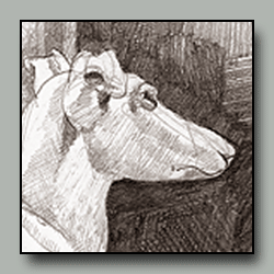 Drawing of marble sculpture of a greyhound
