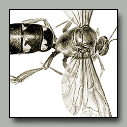 Drawing of a mounted insect specimen